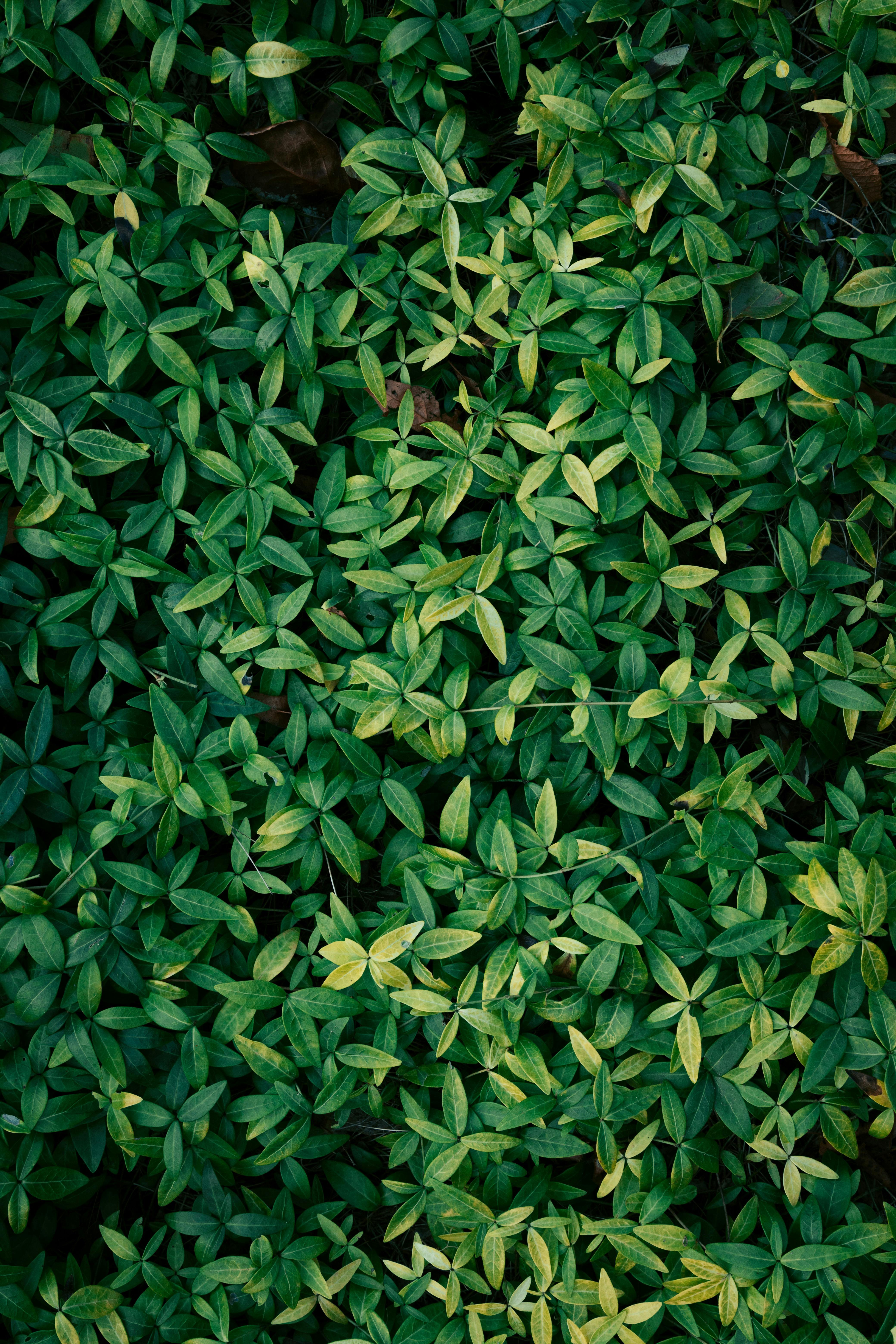 Vibrant green foliage texture perfect for nature backgrounds, wallpapers, or designs.