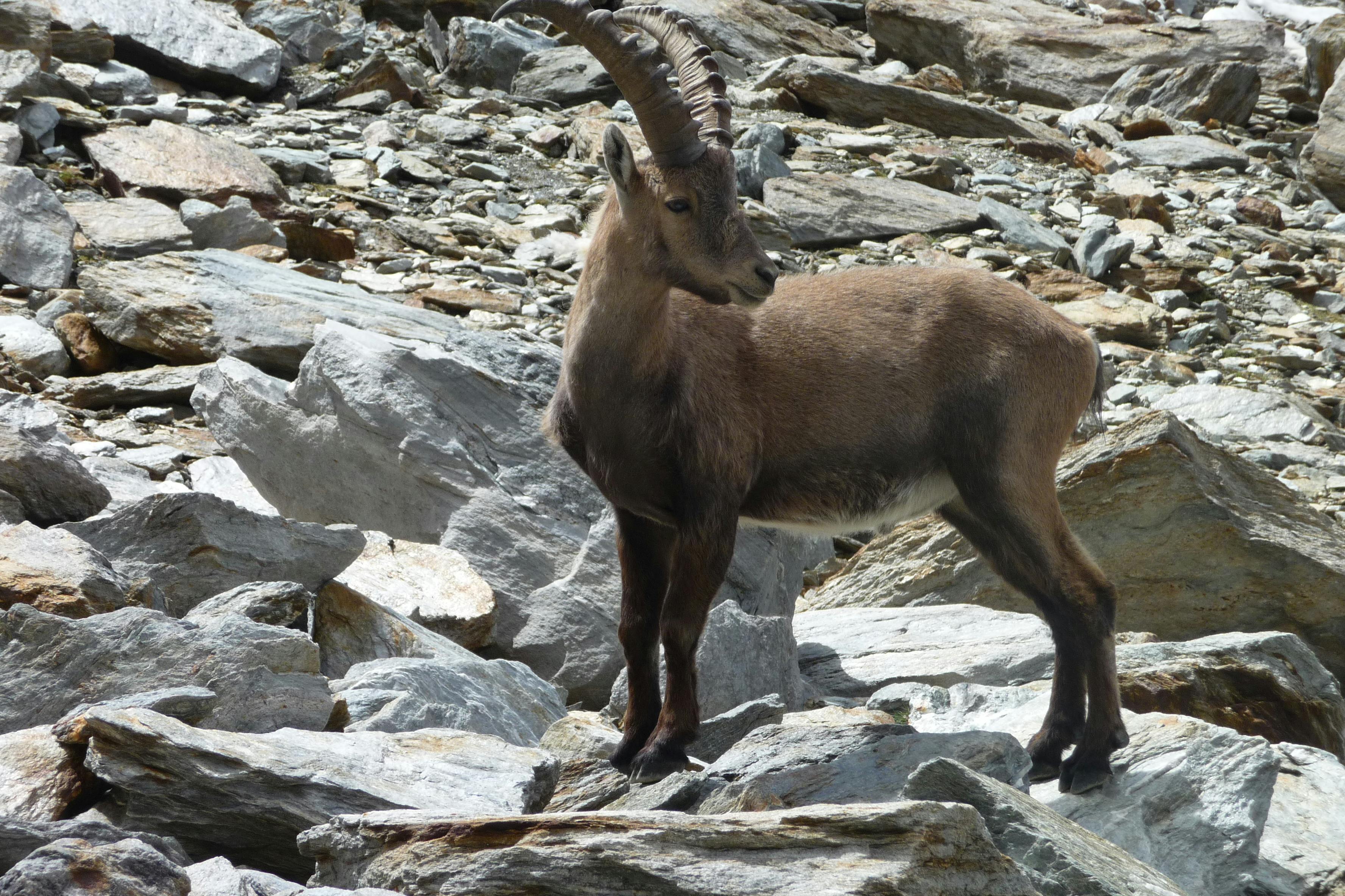 Mountain Goat Climbing Rocky Peaks