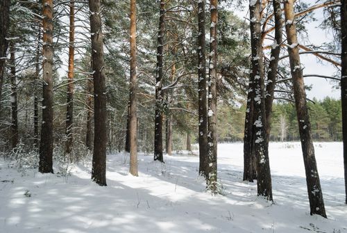 Free Tranquil winter scene of a snow-covered forest with tall trees in natural light. Stock Photo