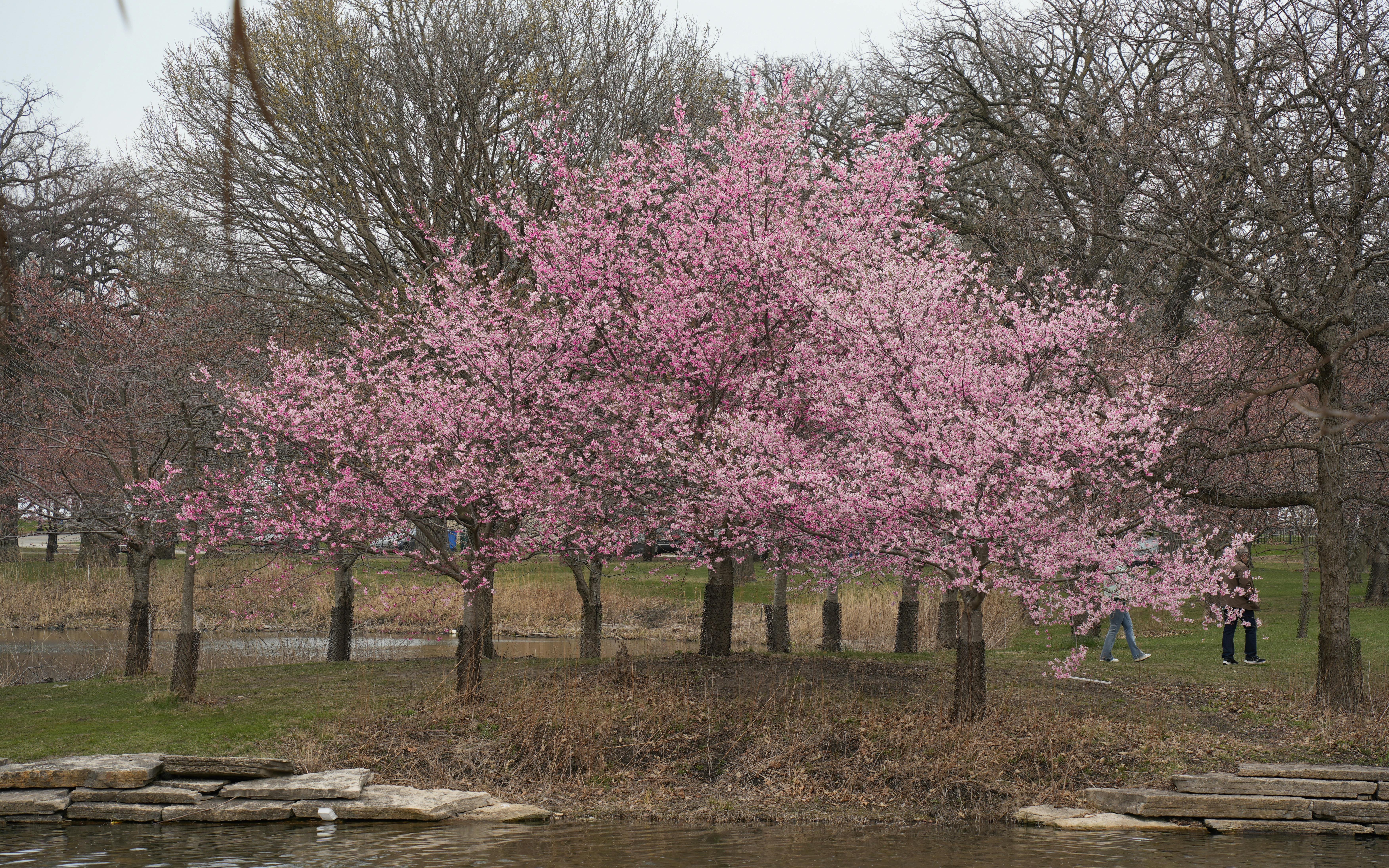 Cherry blossoms in full bloom along a Midwest park waterway in early spring allergen season