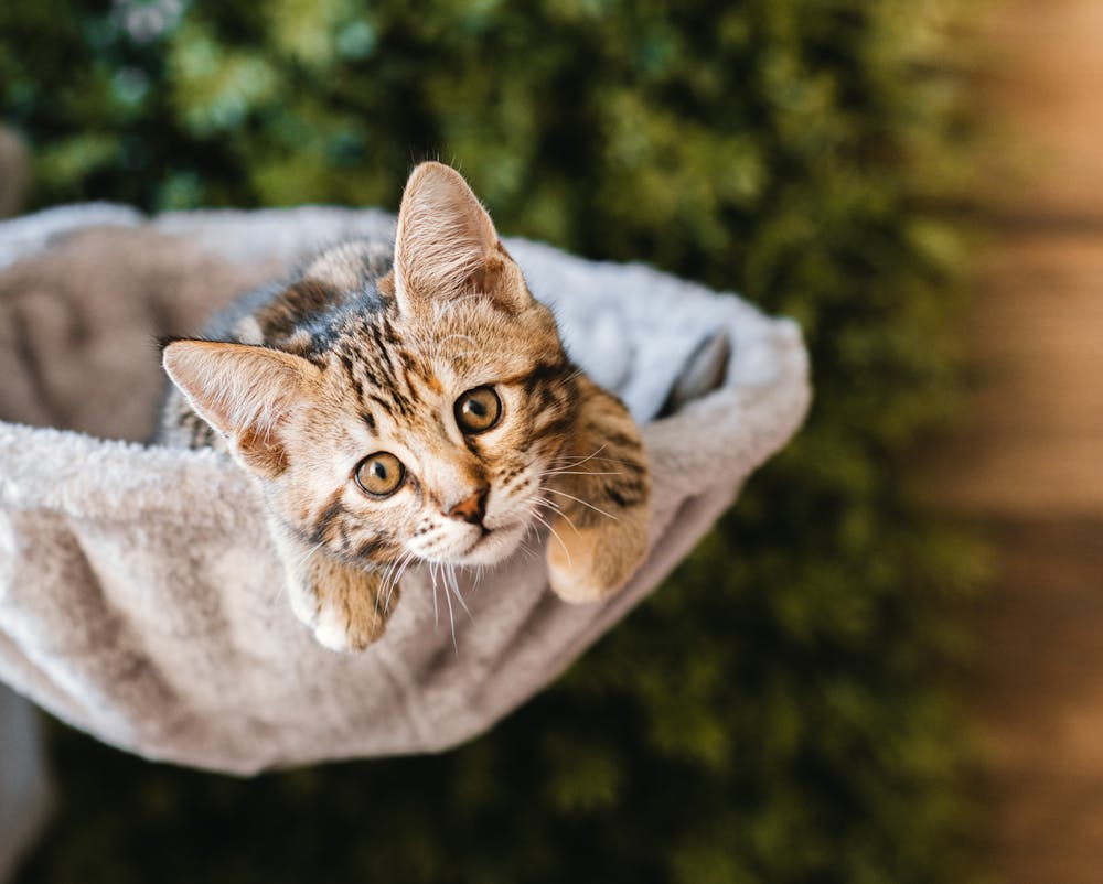 Batik Cat hammock Batik Cat hammock