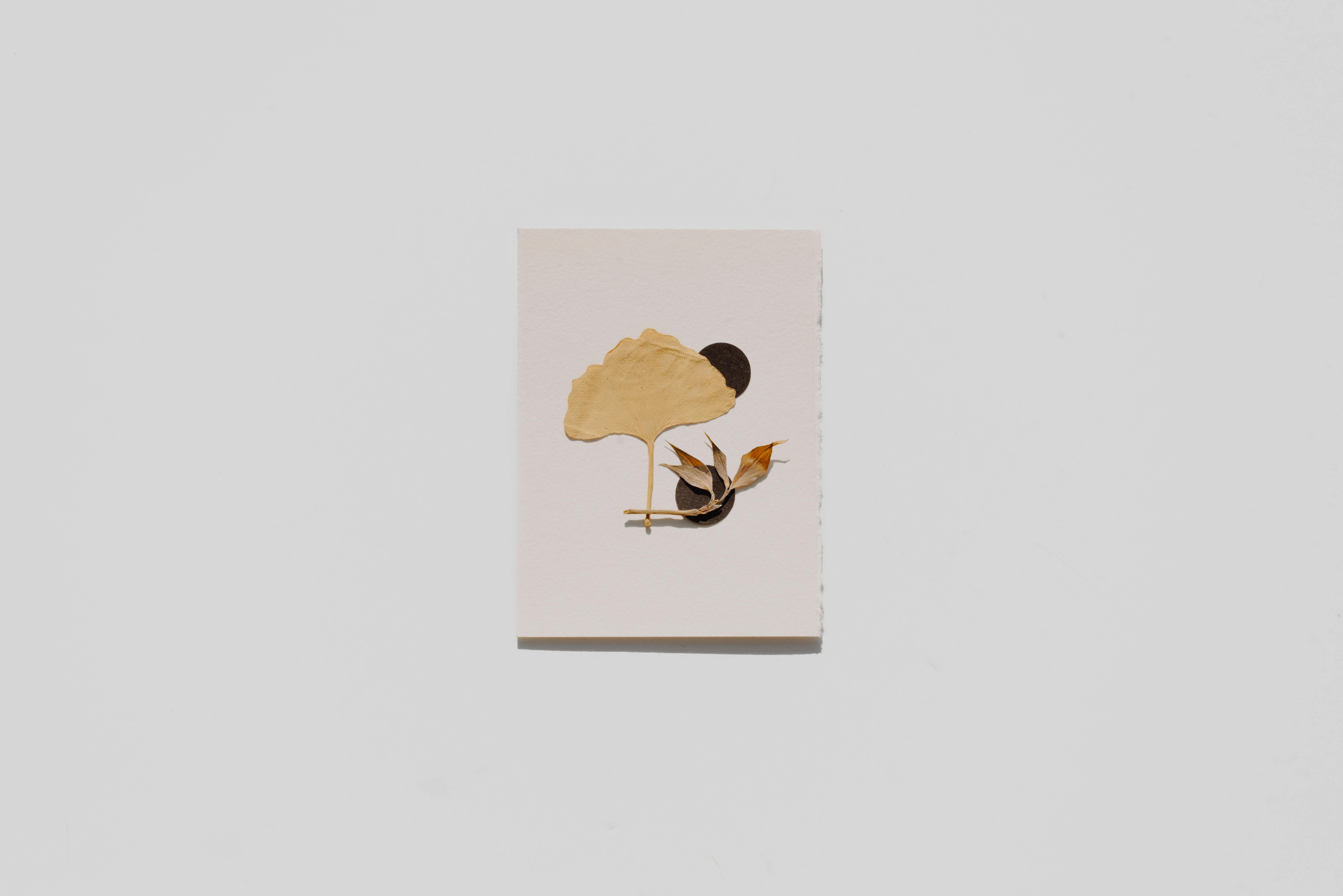 Artistic minimalist collage featuring dried leaves on a plain backdrop.