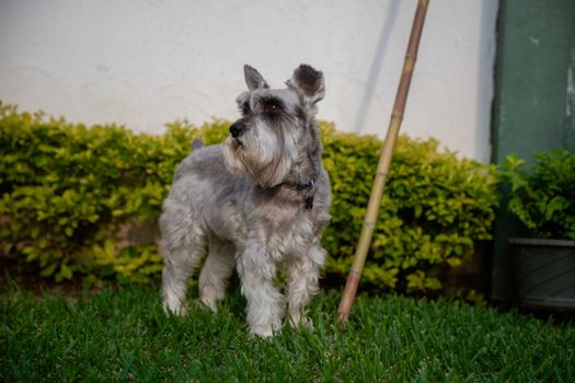 Charming Schnauzer dog enjoying an outdoor garden in Guatemala. Ideal for pet lovers and garden enthusiasts.