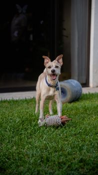Happy small dog playing with a toy on a grassy backyard, perfect for pet and outdoor themes.