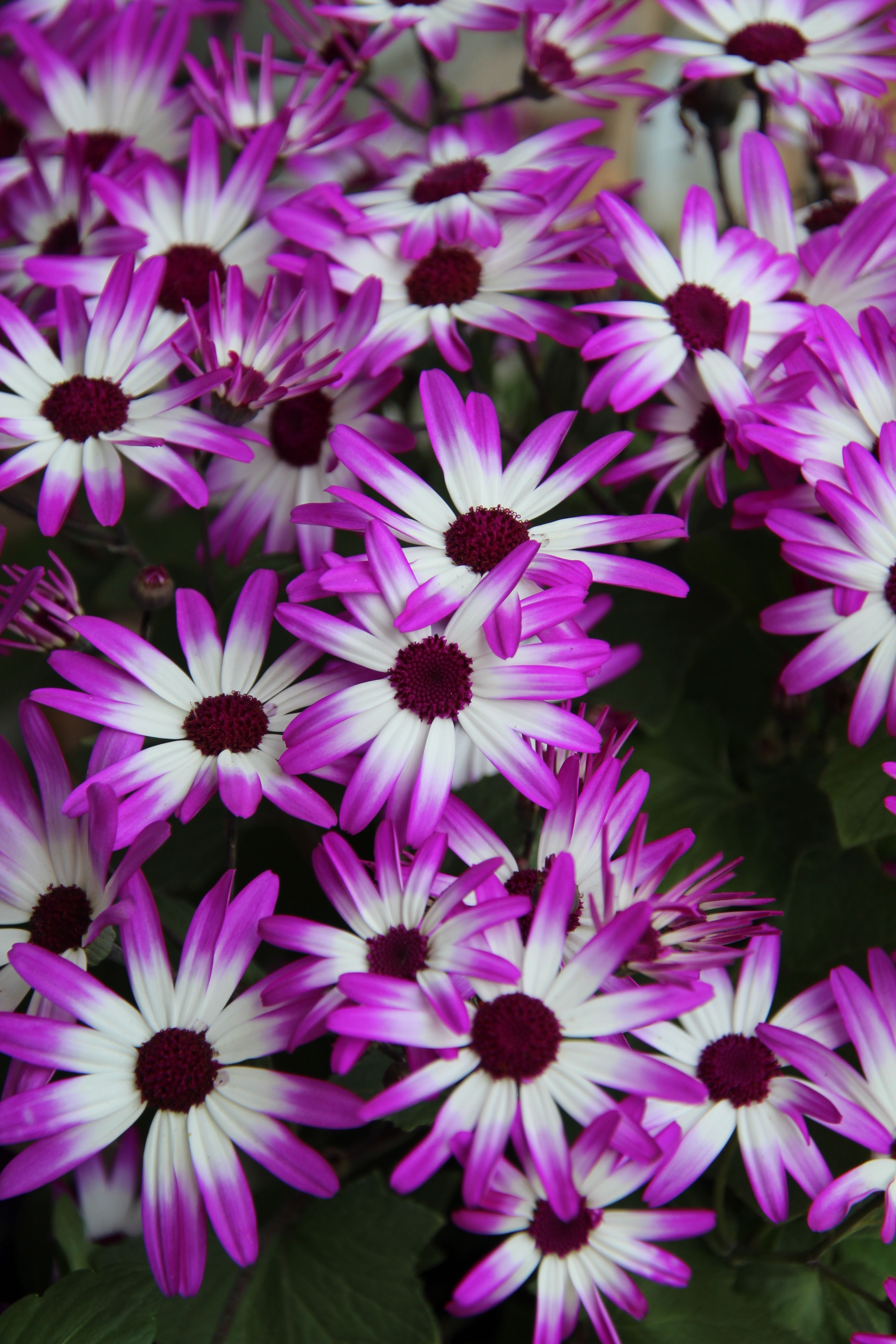 Beautiful Purple and White Flowers Close-up · Free Stock Photo