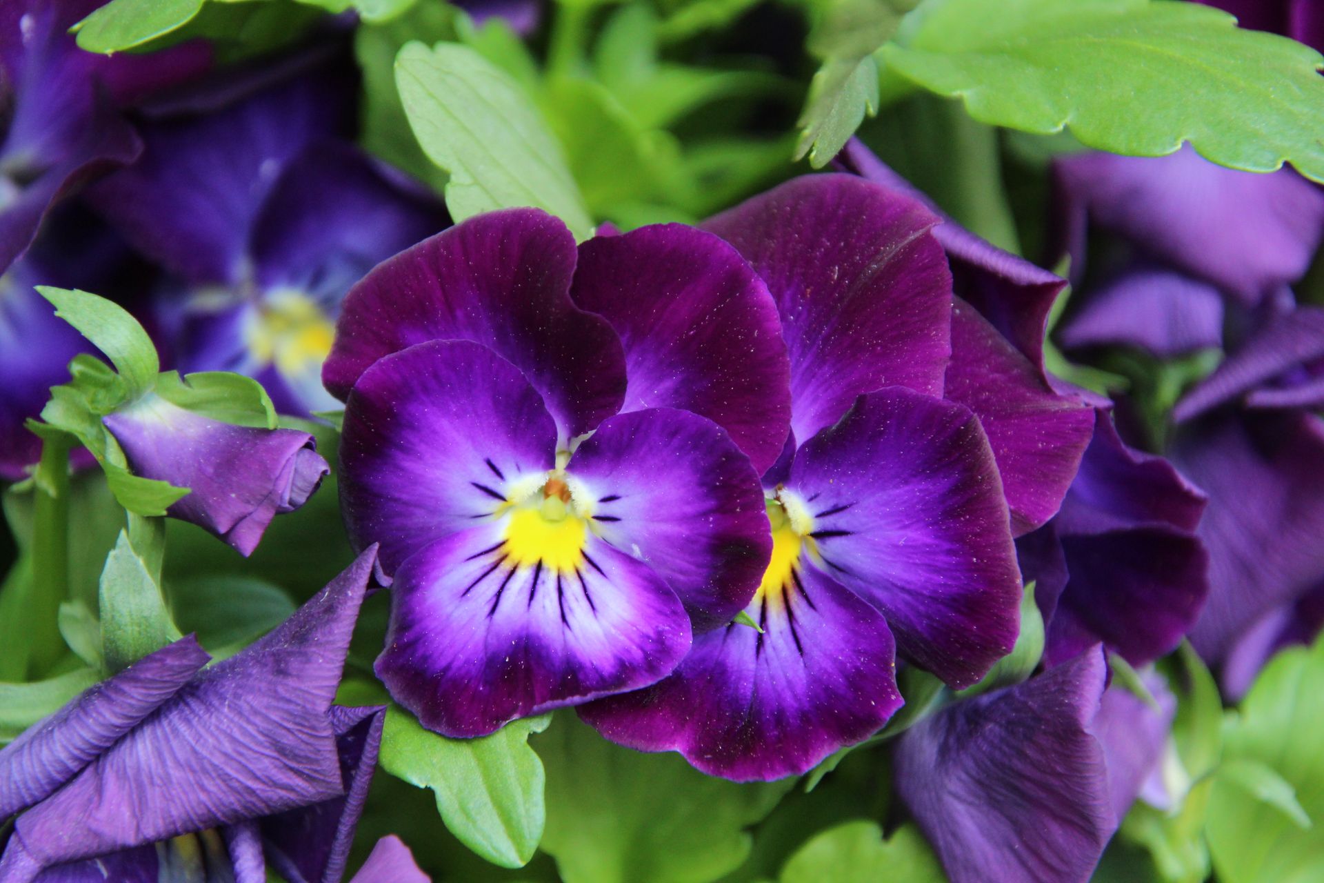 Close-up of vibrant purple pansies with fresh green leaves, showcasing nature's beauty.
