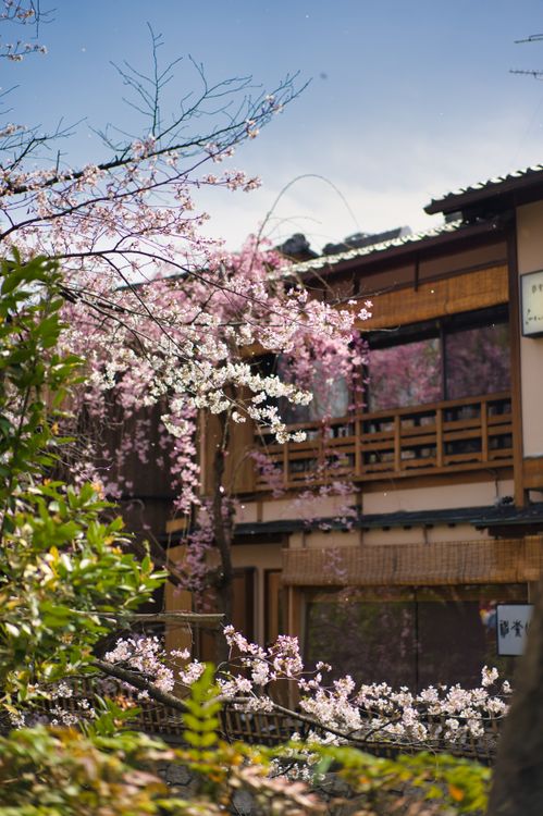 Cherry Blossoms in Traditional Kyoto · Free Stock Photo