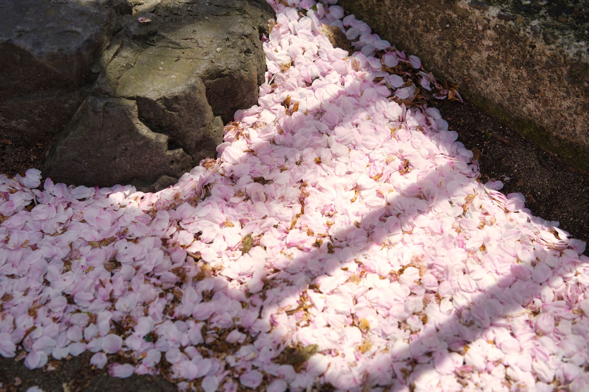 Cherry blossom petals scattered on a stone path in Kyoto, Japan, showcasing spring beauty.