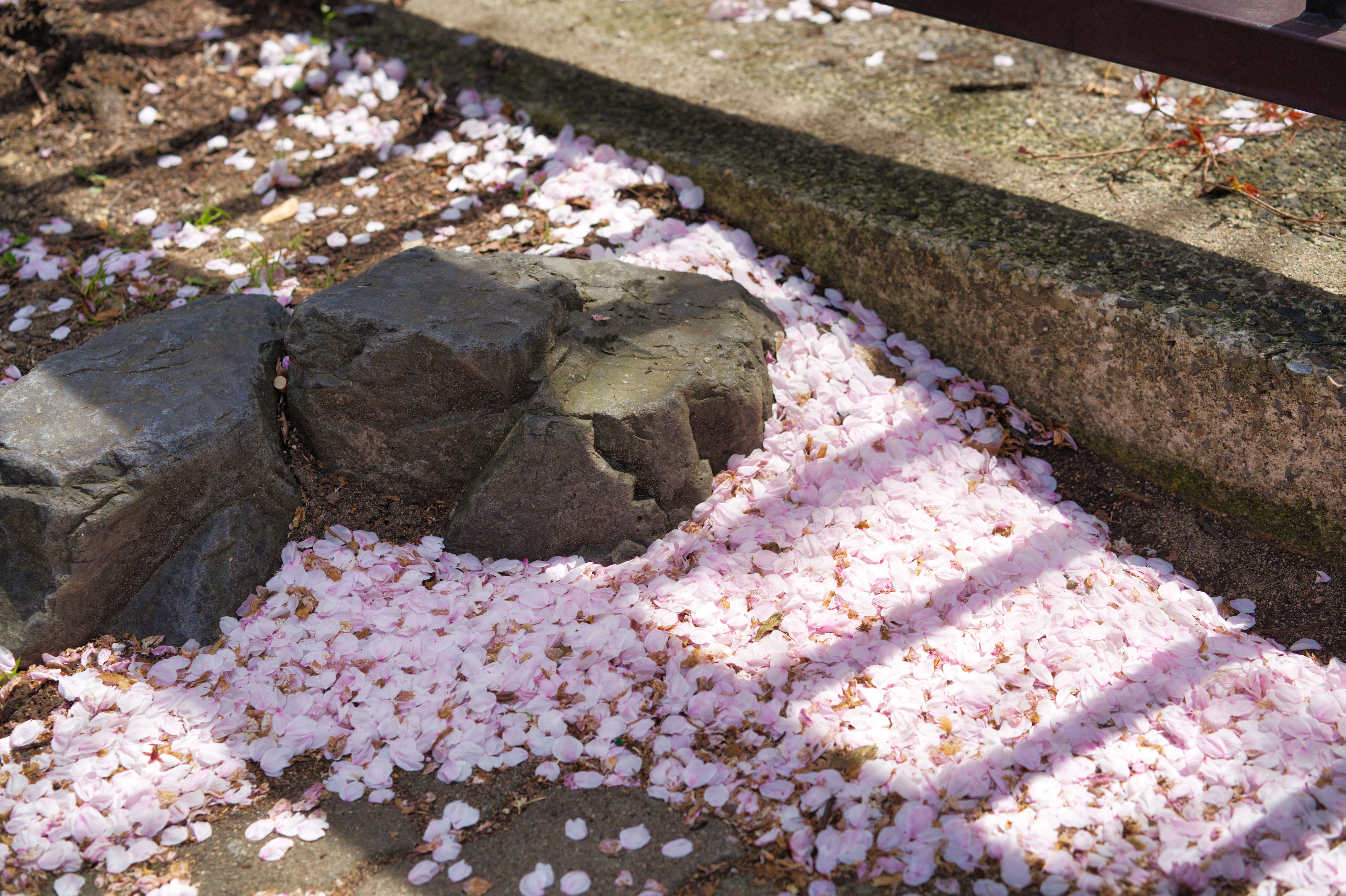 Mono no Aware: Finding Beauty in Impermanence
