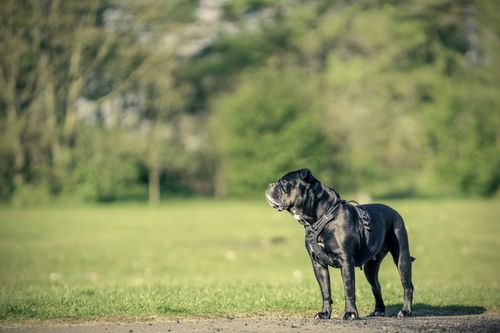 Free Black dog standing alert in a grassy park under bright daylight, against blurred green background. Stock Photo