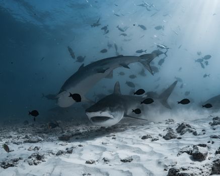 Stunning underwater shot of tiger sharks swimming among fish in the ocean depths.