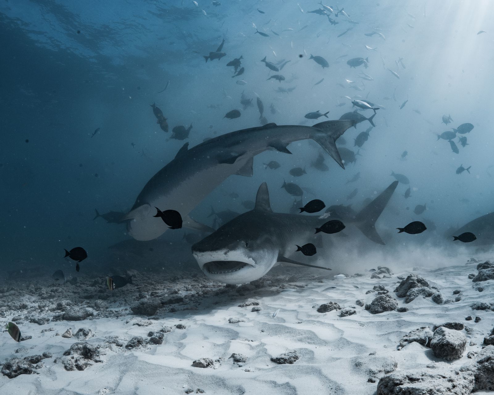 Tiger sharks swimming with fish