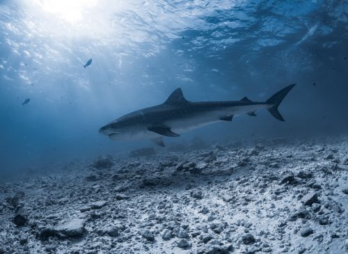 South Reef