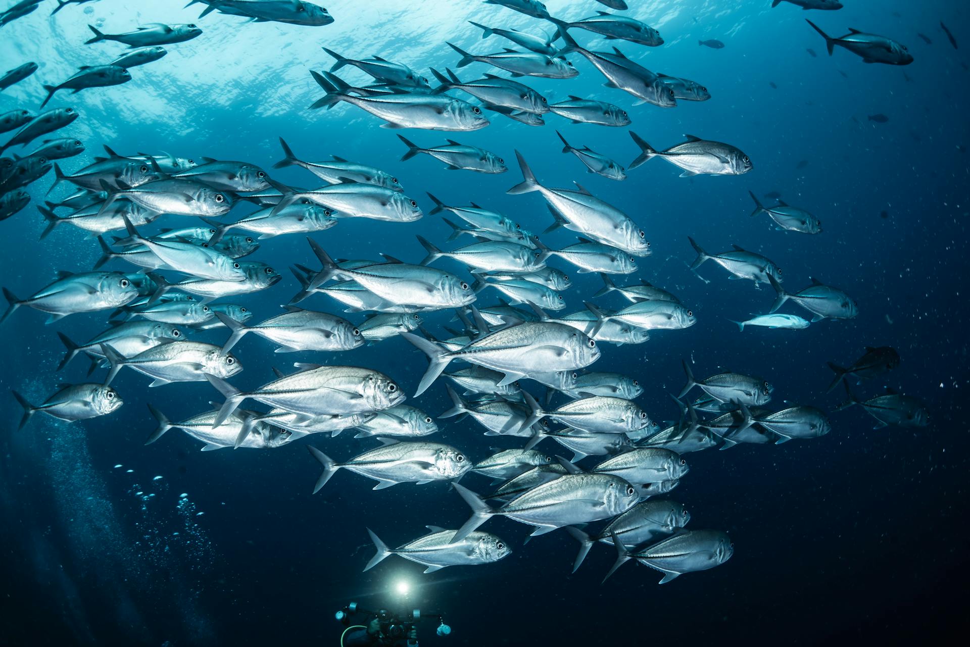 A mesmerizing underwater view of jack fish swimming in West Papua, Indonesia