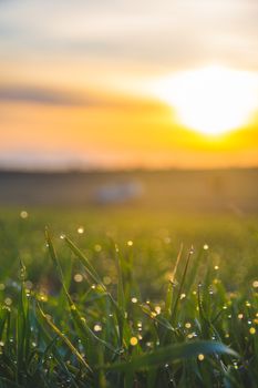A serene sunrise scene with dewdrops on grass and a beautiful bokeh effect, creating a tranquil, warm atmosphere.