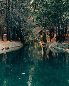 Peaceful forest stream reflecting trees in San Carlos de Bariloche, Argentina.