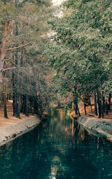 Tranquil stream flowing peacefully through wooded area in San Carlos de Bariloche, Argentina.