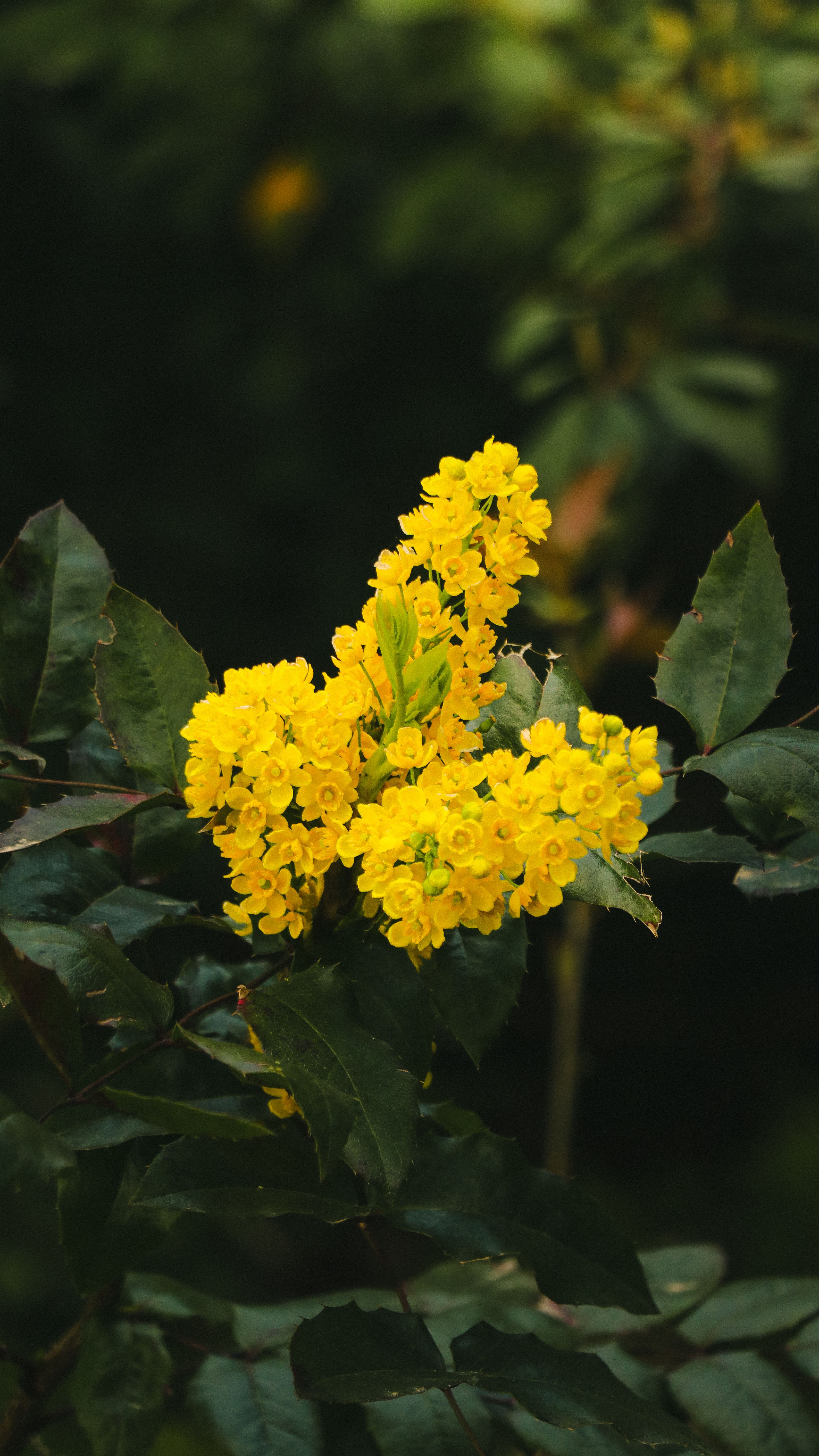 Oregon state flower — flowers