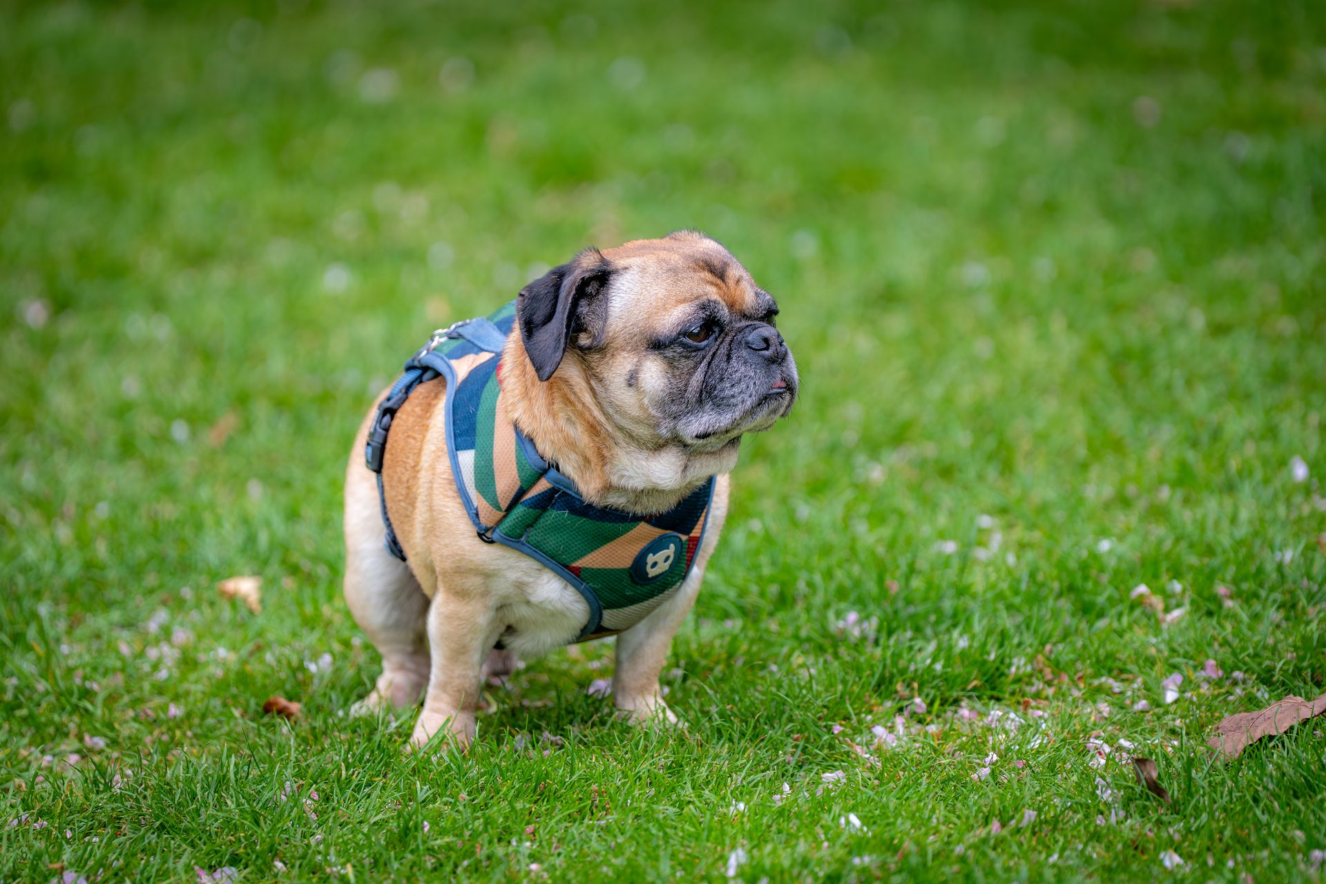 Cute pug wearing a harness standing on lush green grass, showcasing a contemplative look.