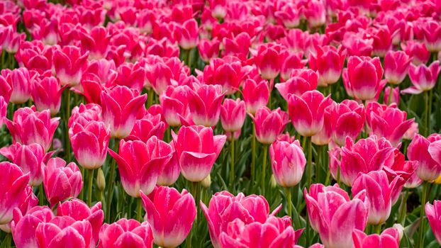 Your Spring Ottawa Bucket List: Tulips, Patios, and All the Good Stuff