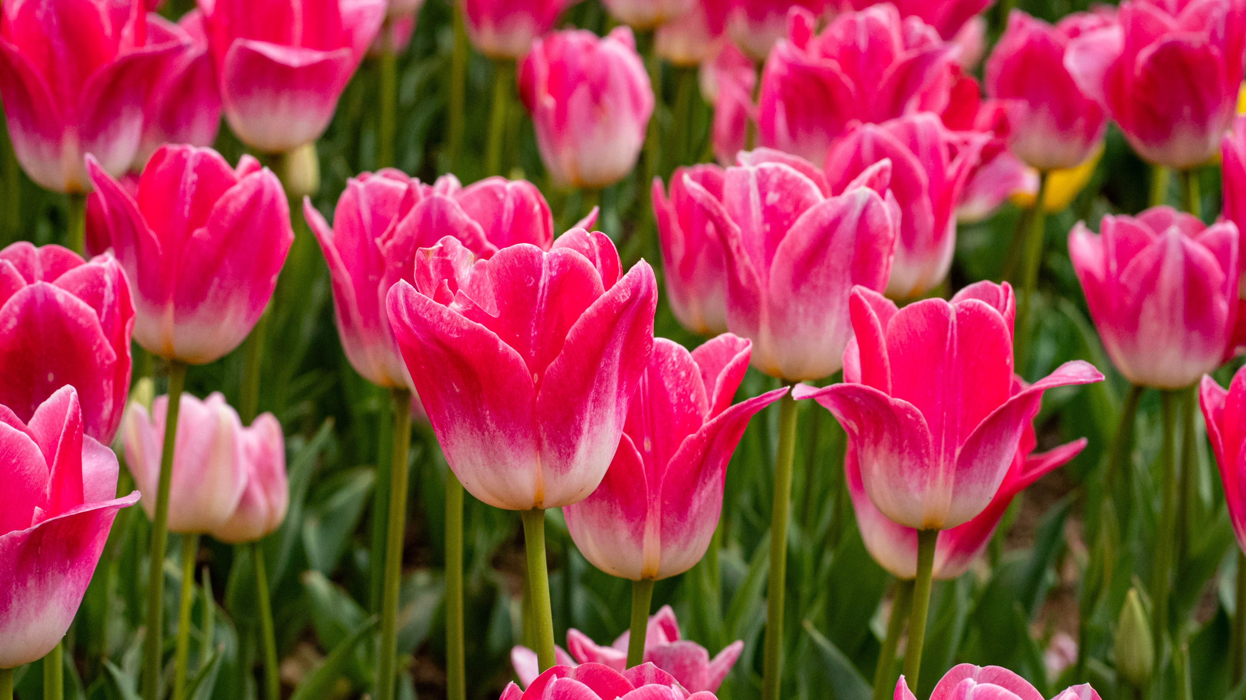 Vibrant Pink Tulips Blooming in Istanbul Park · Free Stock Photo