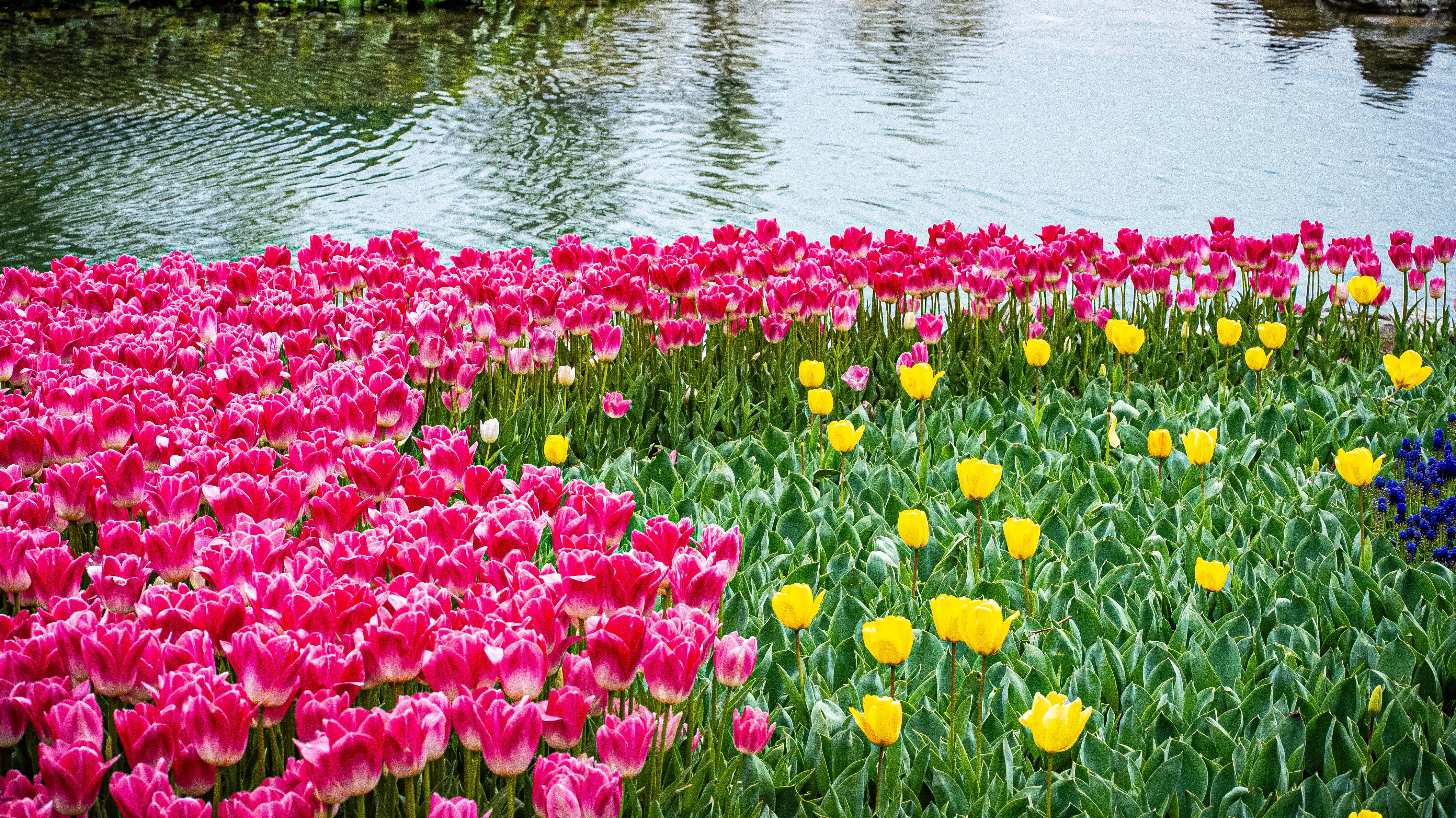 Beautiful blooming tulips by a serene waterway in Istanbul during spring, showcasing vibrant colors and natural beauty.