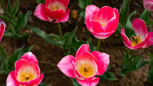 Beautiful pink tulips blooming in an İstanbul park, capturing the essence of spring.