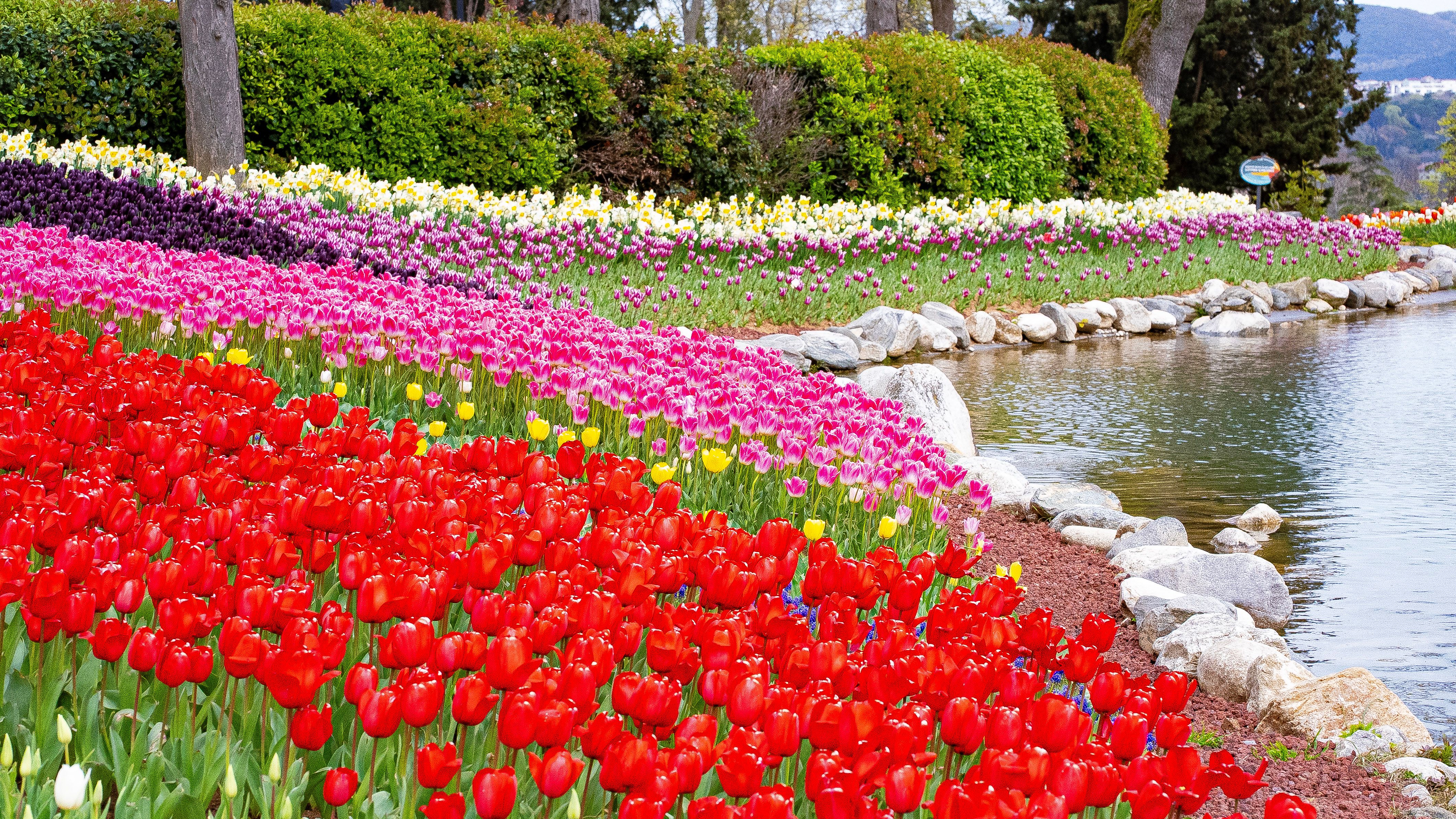 korea tulip garden spring path
