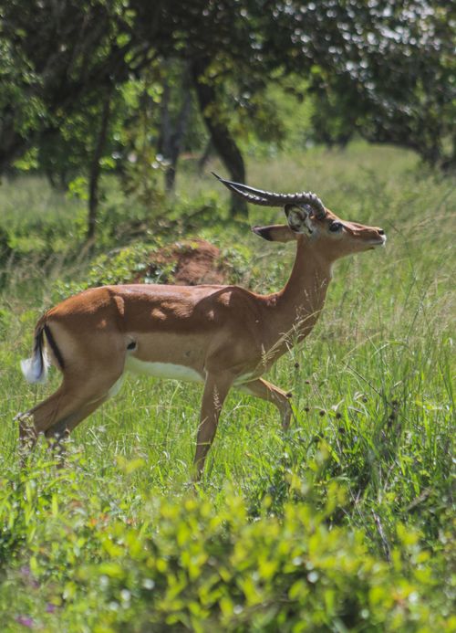 Free An African antelope captured gracefully walking through a lush green savanna. Stock Photo