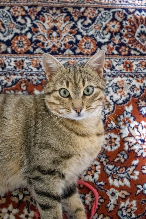 Tabbycat Rugs Tabby Cat on Ornate Persian Rug · Free Stock Photo
