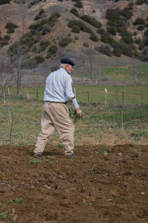 Free Senior man in a flat cap working in a rural field, showcasing traditional farming practices. Stock Photo