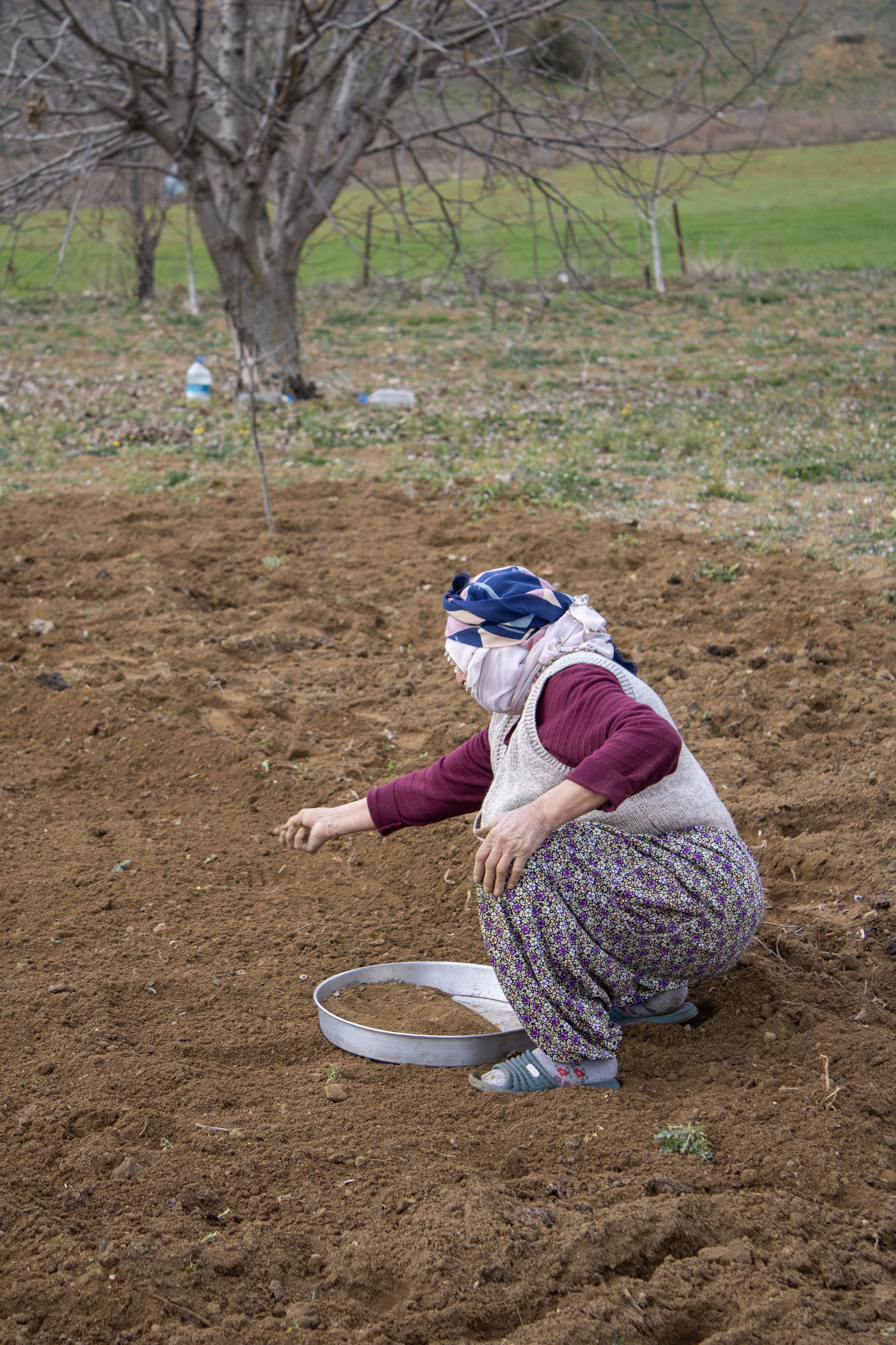 sowing tiny seeds sand method