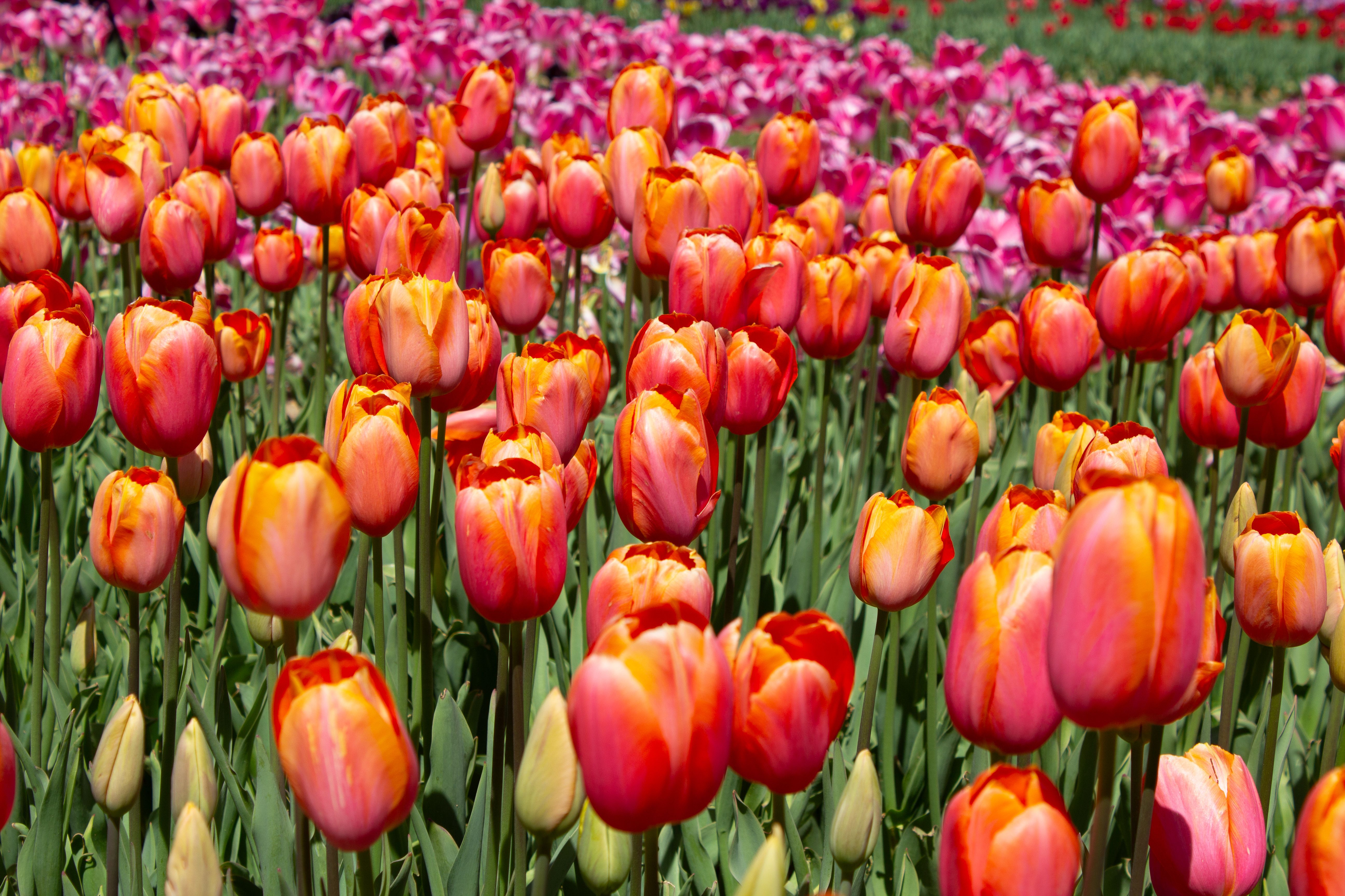 Tulips in bloom at Washington Park with State Capitol behind