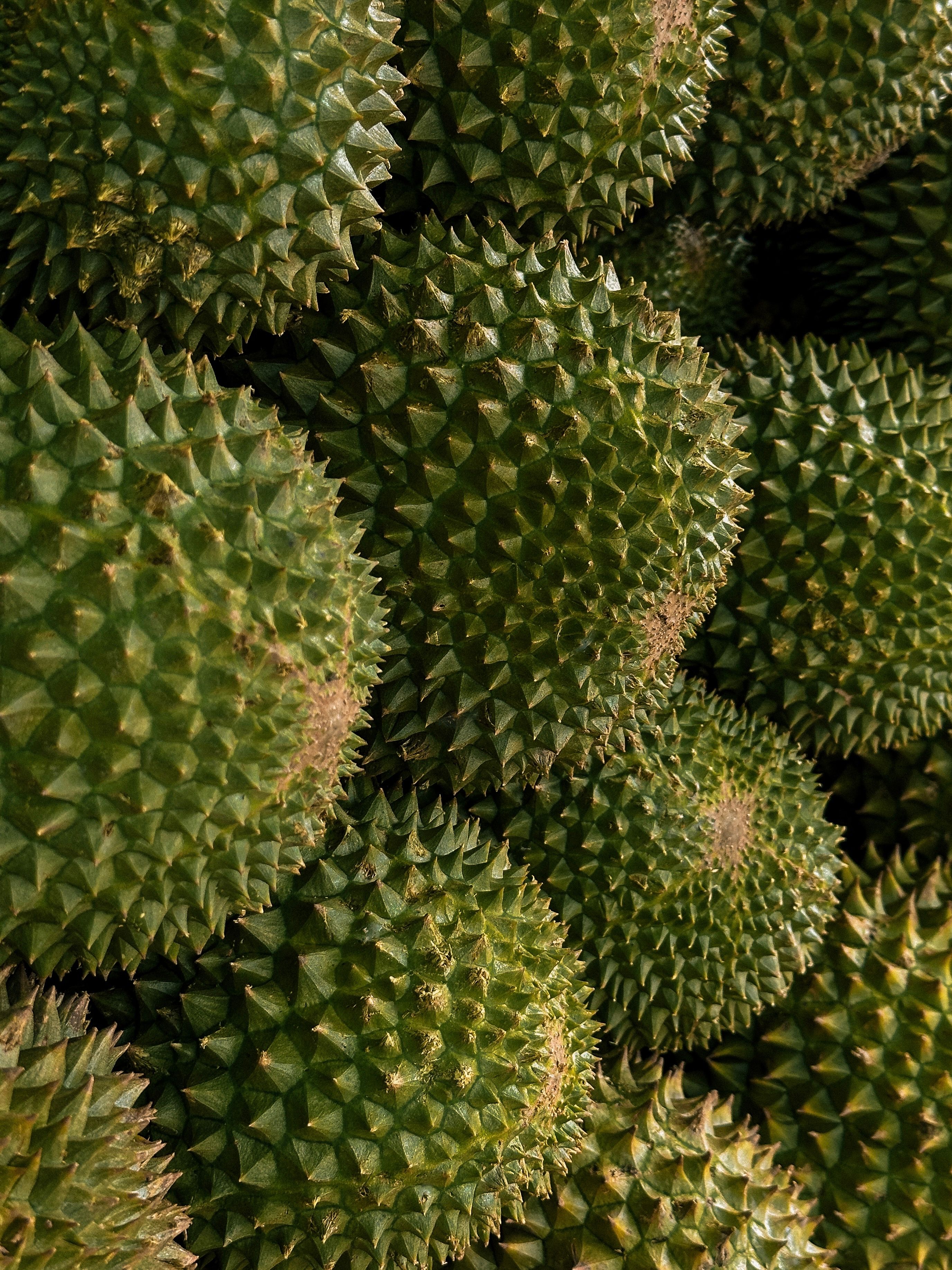 Vùng mắc ca Ea Súp