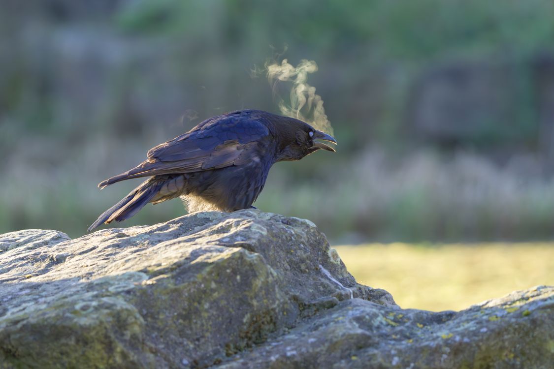 Crow on Rock with Misty Breath in Morning Light · Free Stock Photo