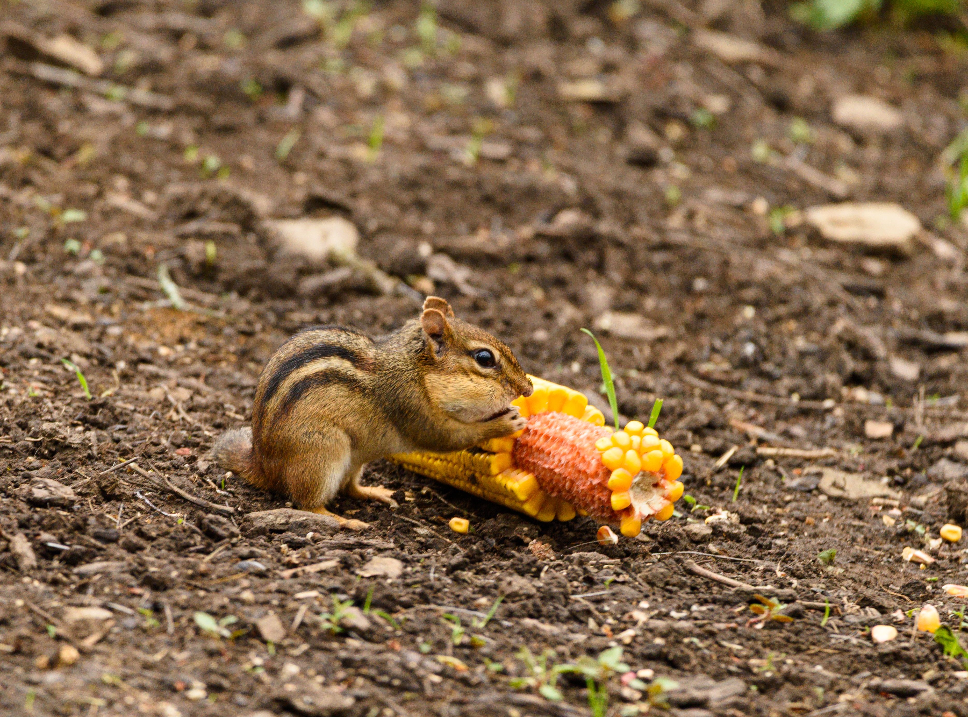 Chipmunk Eating Corn on the Ground · Free Stock Photo