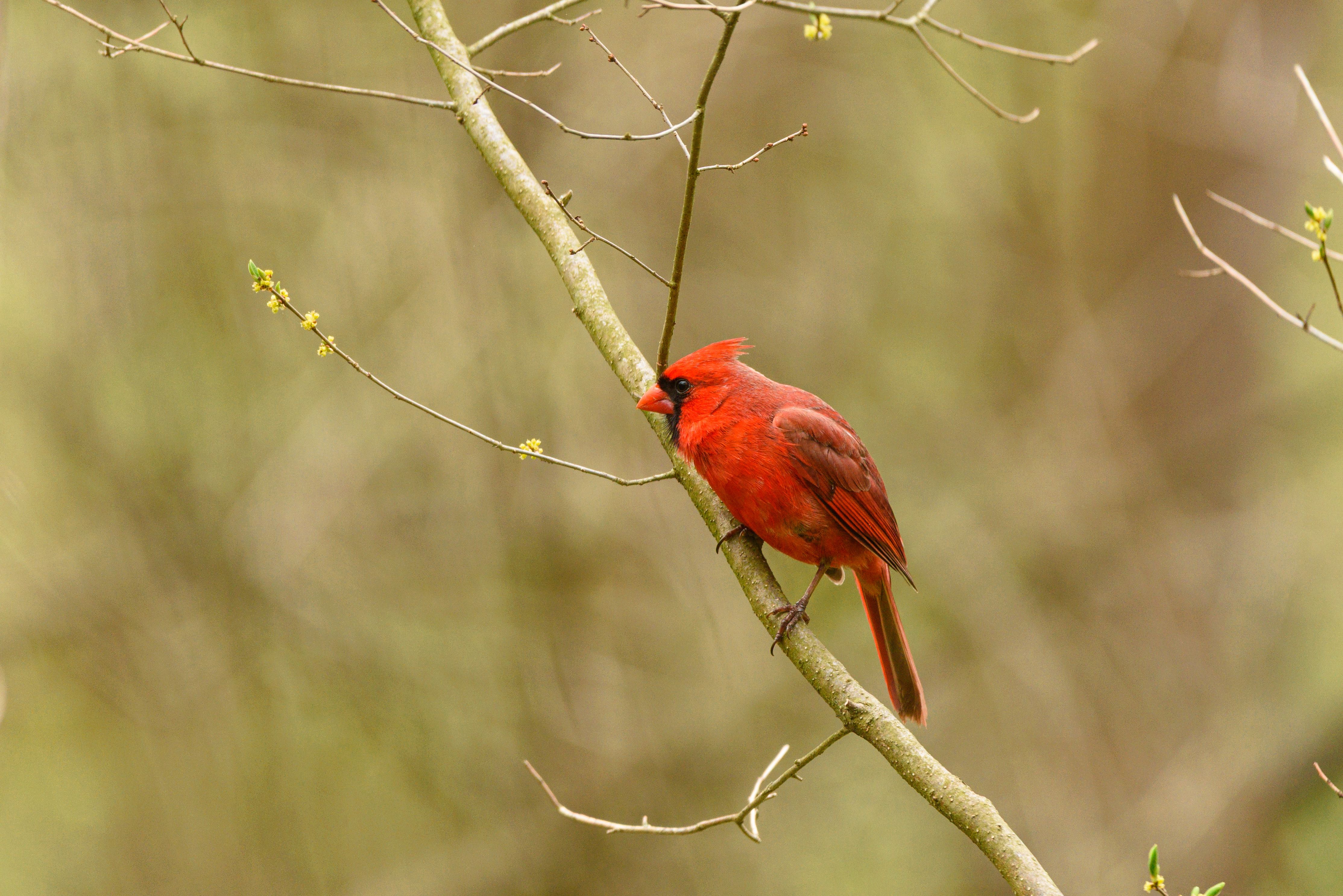 Vibrant Northern Cardinal on Spring Branch · Free Stock Photo