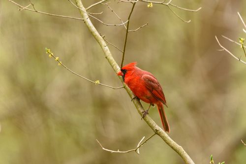 Free A striking red Northern Cardinal perched on a budding branch during springtime. Stock Photo