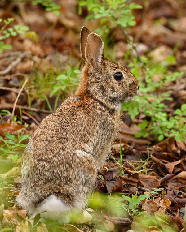 Wild Rabbit in Natural Habitat among Greenery · Free Stock Photo