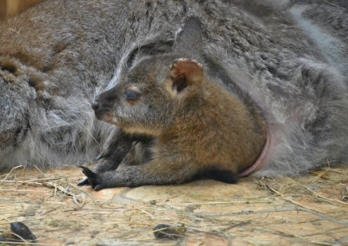 Alasan Joey Pelupessy Bisa Hafal Banget Lagu Indonesia Raya - alasan 1