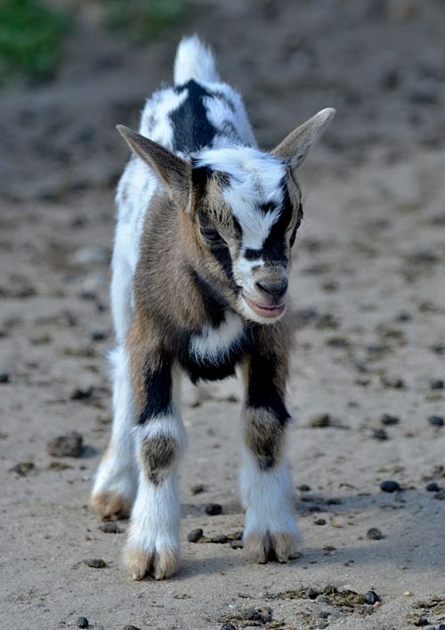 Free Cute baby goat walking on a farm path in Středočeský kraj, Czech Republic. Stock Photo