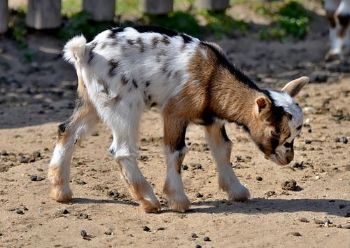 Free Cute baby goat with spotted coat exploring outside on a sunny day in Česko. Stock Photo