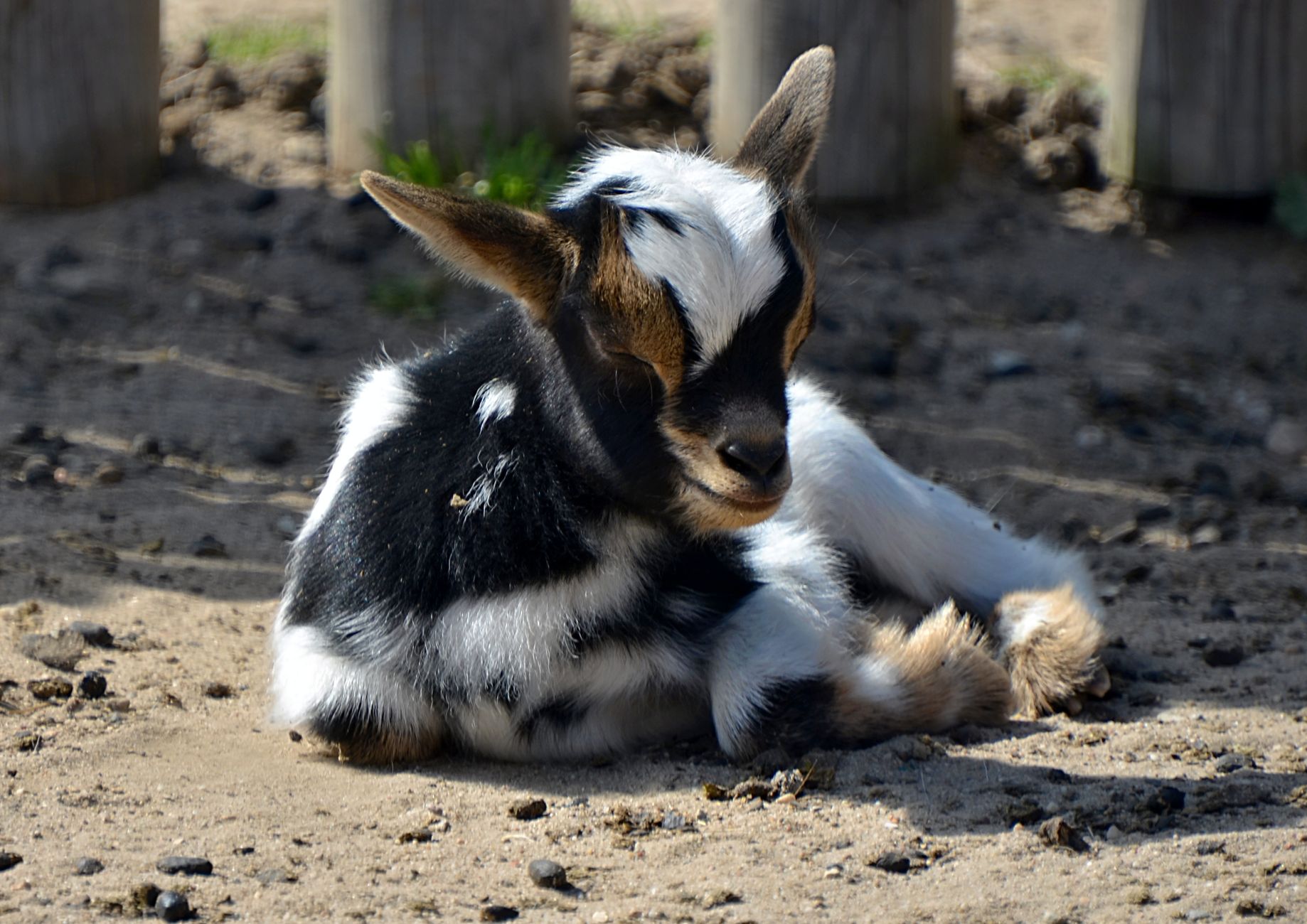 Les Lapins Bleus, Jardin D Enfants