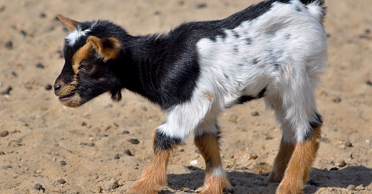 Rabies Alert: Baby Goats in N.C. Traveling Zoo Test Positive