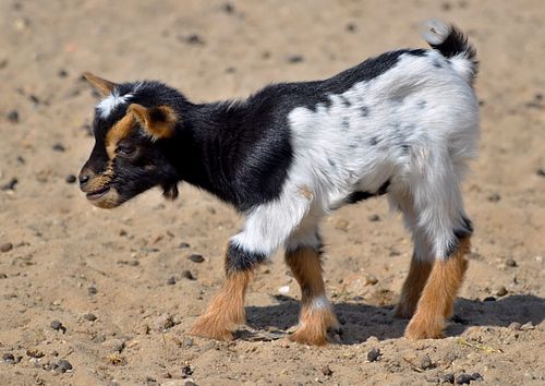 Free A charming young goat stands on sandy ground under the sunny sky, showcasing its beautiful black and white coat. Stock Photo