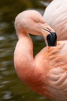A close-up shot of a pink flamingo grooming its vibrant feathers by a water body.