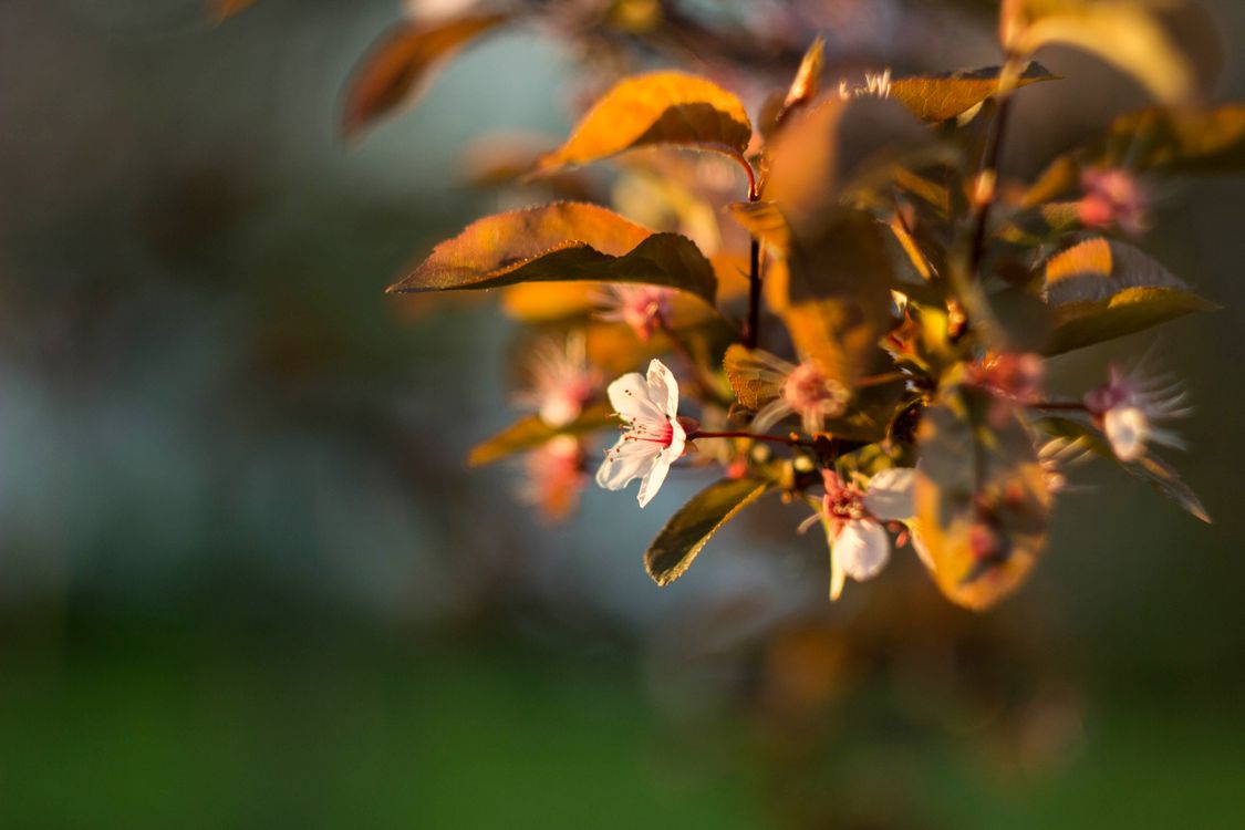 Gratuit Photos gratuites de arbre, beauté naturelle, bokeh Photos