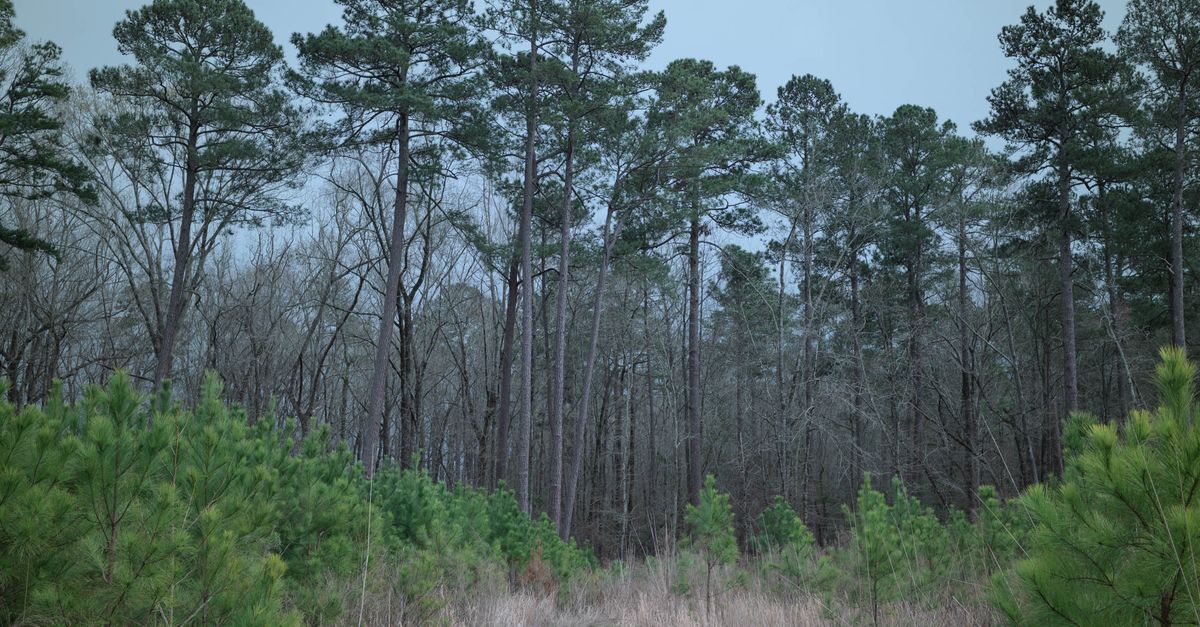 Explore a tranquil forest path in Columbia, South Carolina, surrounded by lush greenery on an overcast day.