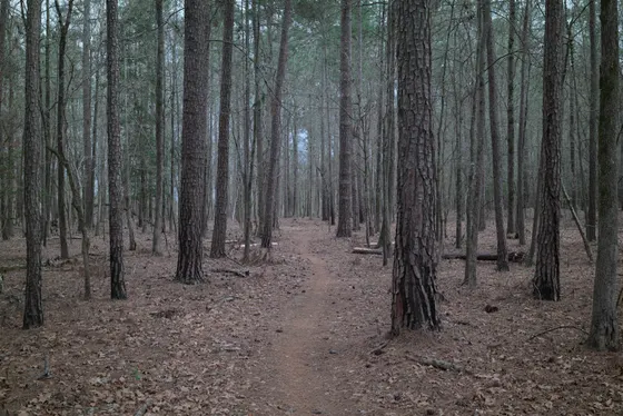 The Ouachita National Recreation Trail winding through the forest
