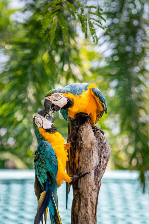 Free Two blue and gold macaws perched on a branch, displaying vivid colors against a leafy backdrop. Stock Photo
